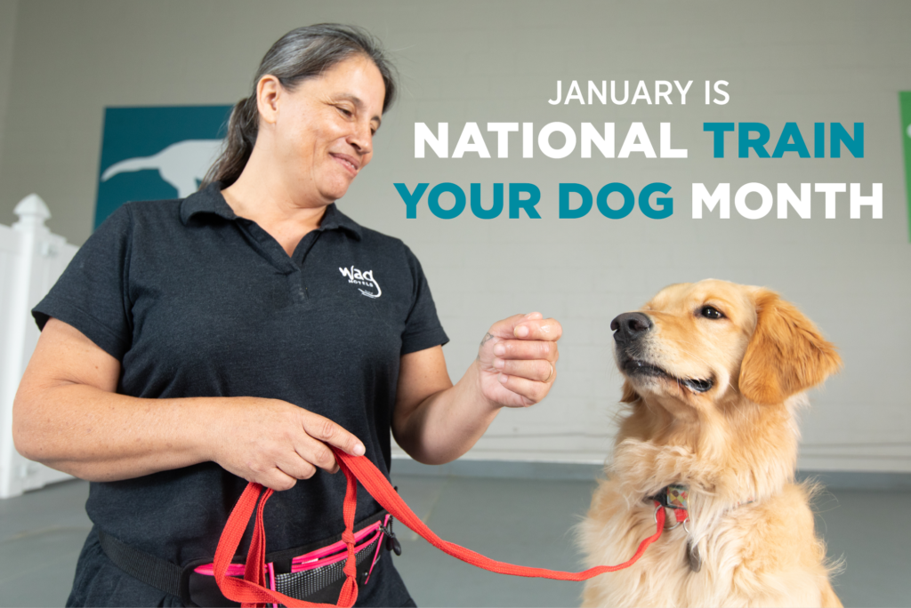 Text: "January is National Train Your Dog Month" over image of golden retriver drooling next to trainer holding a treat. 